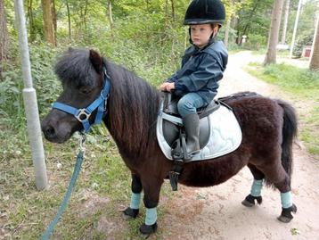 Super lieve Shetland kinderpony merrie & ruin  beschikbaar voor biedingen