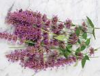 01/ zaad Dropplant - Agastache Pink - roze  bio, Ophalen of Verzenden, Voorjaar, Volle zon, Zaad