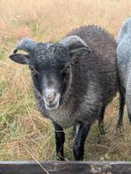 Jonge Oussant ram schimmel, Dieren en Toebehoren, Mannelijk, Schaap, 0 tot 2 jaar