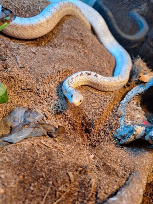 Rattenslang vrouw, Dieren en Toebehoren, Reptielen en Amfibieën, Slang, 0 tot 2 jaar, Met terrarium, Tam