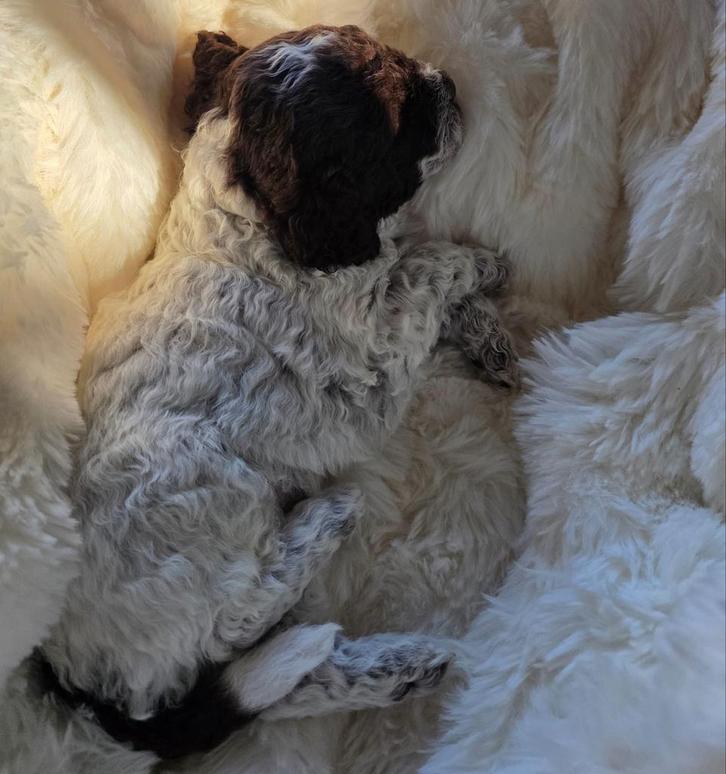 Lagotto romangolo pups, Dieren en Toebehoren, Honden | Retrievers, Spaniëls en Waterhonden, Meerdere dieren, Fokker | Hobbymatig