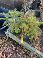 Nordmann voor de tuin in pot  gekweekt €19,95 pst, Minder dan 100 cm, Zomer, Volle zon, In pot