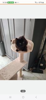 Nog 1 mooi Mane coon kitten poesje, Dieren en Toebehoren, Katten en Kittens | Overige Katten, Poes, 0 tot 2 jaar