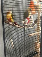 2 pyrrhhura s te koop  tam, Meerdere dieren, Parkiet, Tam