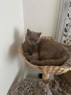 Britse korthaar Lilac, Kater, Gechipt, 0 tot 2 jaar