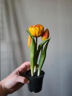 Zijde tulp in pot, Ophalen of Verzenden