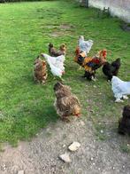Brahma te koop, Dieren en Toebehoren, Meerdere dieren, Kip