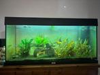 Juwel Aquarium 1 meter!, Dieren en Toebehoren, Vissen | Aquaria en Toebehoren, Ophalen, Gebruikt, Gevuld zoetwateraquarium