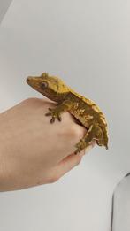 Wimpergekko man, Dieren en Toebehoren, Reptielen en Amfibieën, Hagedis, 0 tot 2 jaar