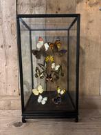 Mooie vitrine met assorti vlinders!, Ophalen, Nieuw, Insect, Opgezet dier