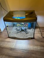 Te koop een mooie Zilveren superfish, Ophalen, Zo goed als nieuw, Grind, Zand of Voedingsbodem