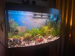 Aquarium, Dieren en Toebehoren, Vissen | Aquaria en Toebehoren, Ophalen, Gebruikt, Gevuld zoetwateraquarium