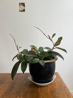 Hoya Flamingo wasbloem, hangplant, kamerplant, Ophalen, Overige soorten, Halfschaduw, In pot