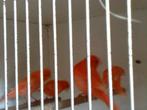 Te Koop: jong rode kanaries, Meerdere dieren, Kleurkanarie