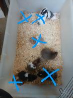 Goudhamsters, Dieren en Toebehoren, Knaagdieren, Oktober, Mannelijk, Rat