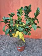 Citrus Hand of Budda p19 (3), Huis en Inrichting, Ophalen of Verzenden, Halfschaduw, Minder dan 100 cm