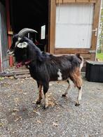 Mooie half-Poitevine dekbok te koop, Dieren en Toebehoren, Schapen, Geiten en Varkens, Mannelijk, Geit