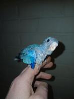 Handtamme splendid parkiet 2025 Limburg België, Geslacht onbekend, Parkiet, Geringd