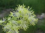 15 jonge planten 25 euro Thalictrum vaste plant hoog, Zomer, Ophalen of Verzenden, Overige soorten, Volle zon