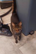 Huis gezocht voor 2 katten, Dieren en Toebehoren
