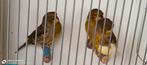 3X Gloster kanarie 2024/2025 €15,, Dieren en Toebehoren, Vogels | Kanaries, Geslacht onbekend, Kleurkanarie