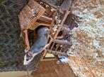 Ratten / Rat (Baby's/juveniles), Juli, Meerdere dieren