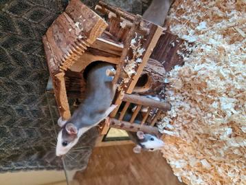 Ratten / Rat (Baby's/juveniles) beschikbaar voor biedingen