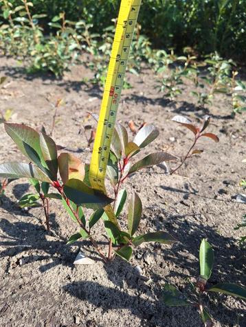 Photinia frasseri red robin, glansmispel, plantgoed beschikbaar voor biedingen