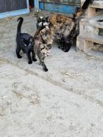 Lieve kittens, Dieren en Toebehoren, Katten en Kittens | Overige Katten, Meerdere dieren, Kortharig, 0 tot 2 jaar