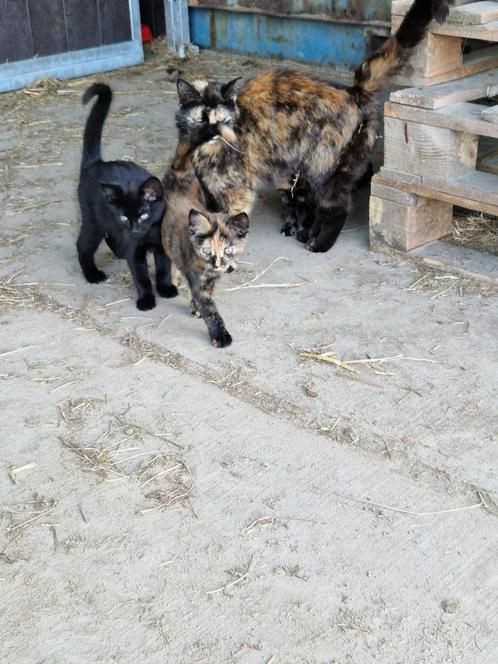 Lieve kittens, Dieren en Toebehoren, Katten en Kittens | Overige Katten, Kortharig, Meerdere dieren, 0 tot 2 jaar