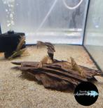 Aziatische waaierhandgarnaal - Atyopsis moluccensis, Dieren en Toebehoren, Vissen | Aquariumvissen, Vis, Zoetwatervis
