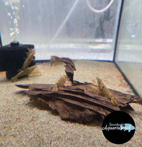 Aziatische waaierhandgarnaal - Atyopsis moluccensis, Dieren en Toebehoren, Vissen | Aquariumvissen, Zoetwatervis, Vis