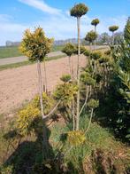 Meerbollige coniferen, Tuin en Terras, Planten | Bomen, Ophalen, Bloeit niet, Halfschaduw, Overige soorten