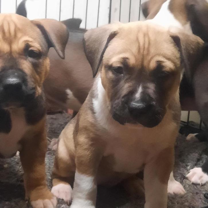 Prachtige Amerikaanse stafford pitbull bully bonte pups!!, Dieren en Toebehoren, Honden | Jack Russells en Terriërs, Reu, American Staffordshire Terriër