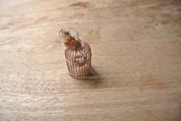 Poppenhuis Vogelkooitje/ nr 20 beschikbaar voor biedingen