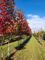 Amberboom Liquidambar styraciflua  OUTLET, Tuin en Terras, Bloeit niet, Overige soorten, 250 tot 400 cm, Ophalen