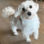 LAATSTE Lieve Schattige Maltezer x Havanezer Teefje, Maltezer, Rabiës (hondsdolheid), 15 weken tot 1 jaar, Teef