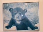 Een ontzettend mooie poster “Baby bear” 40x50 zgan, Met lijst, Dier of Natuur, Ophalen of Verzenden, A1 t/m A3