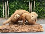 2 opgezette bunzings; moeder en dochter., Ophalen, Gebruikt, Opgezet dier