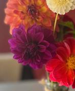 Dahlia knollen paars roze, Tuin en Terras, Ophalen of Verzenden, Voorjaar, Volle zon, Knol