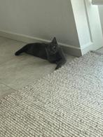 Britse korthaar Te Koop, Dieren en Toebehoren, Poes, Gechipt, 0 tot 2 jaar