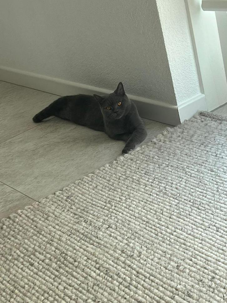 Britse korthaar Te Koop, Dieren en Toebehoren, Katten en Kittens | Raskatten | Korthaar, Poes, 0 tot 2 jaar, Gechipt, Ontwormd