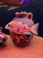 5 malawi cichliden mannen, Dieren en Toebehoren, Vissen | Aquariumvissen, Vis