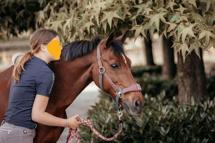 lieve recreatie D pony, Dieren en Toebehoren, Pony's, Ruin, Niet van toepassing, D pony (1.37m tot 1.48m), Recreatiepony, 11 jaar of ouder