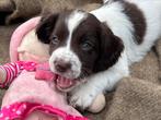 Engelse Springer Spaniël puppy’s, Dieren en Toebehoren, Honden | Retrievers, Spaniëls en Waterhonden, CDV (hondenziekte), 8 tot 15 weken