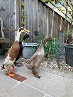 Koppeltje Indische Loopeendje reebont, Dieren en Toebehoren, Pluimvee, Meerdere dieren, Kip