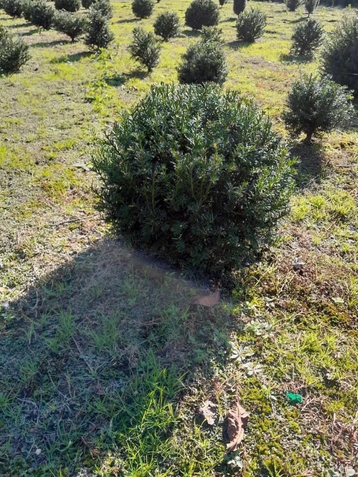 Taxus bollen, Tuin en Terras, Planten | Struiken en Hagen, Struik, Taxus, Minder dan 100 cm, Ophalen