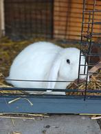 Lief hangoor rammetjes konijn 9 weken oud jong konijntje, Dieren en Toebehoren, Mannelijk, Dwerg, Hangoor