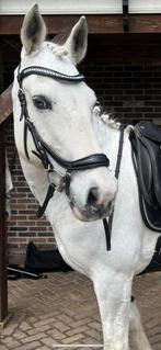 anatomisch lak hoofdstel cob, Dieren en Toebehoren, Paarden en Pony's | Hoofdstellen en Tuigage, Verzenden, Zo goed als nieuw