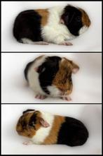 Gladhaar choco-buff-wit beertje, Cavia, Mannelijk, Tam, Oktober